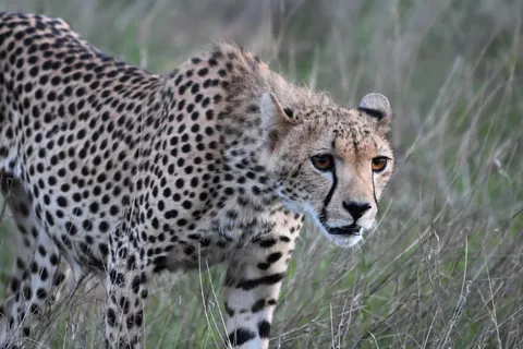 Cheetah in Kenya