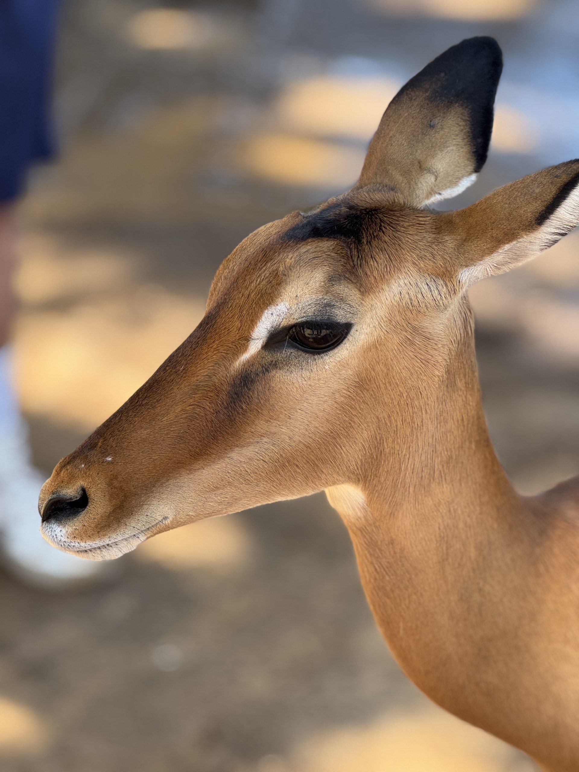 Antelope in Kenya