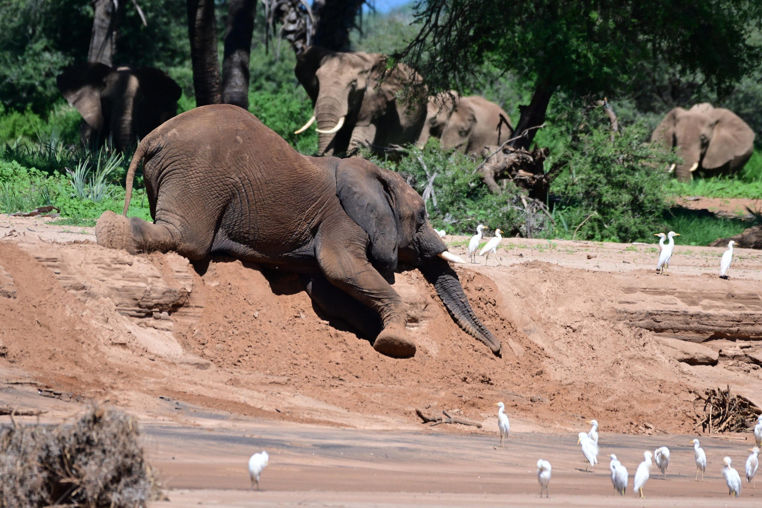 Elephant in Kenya