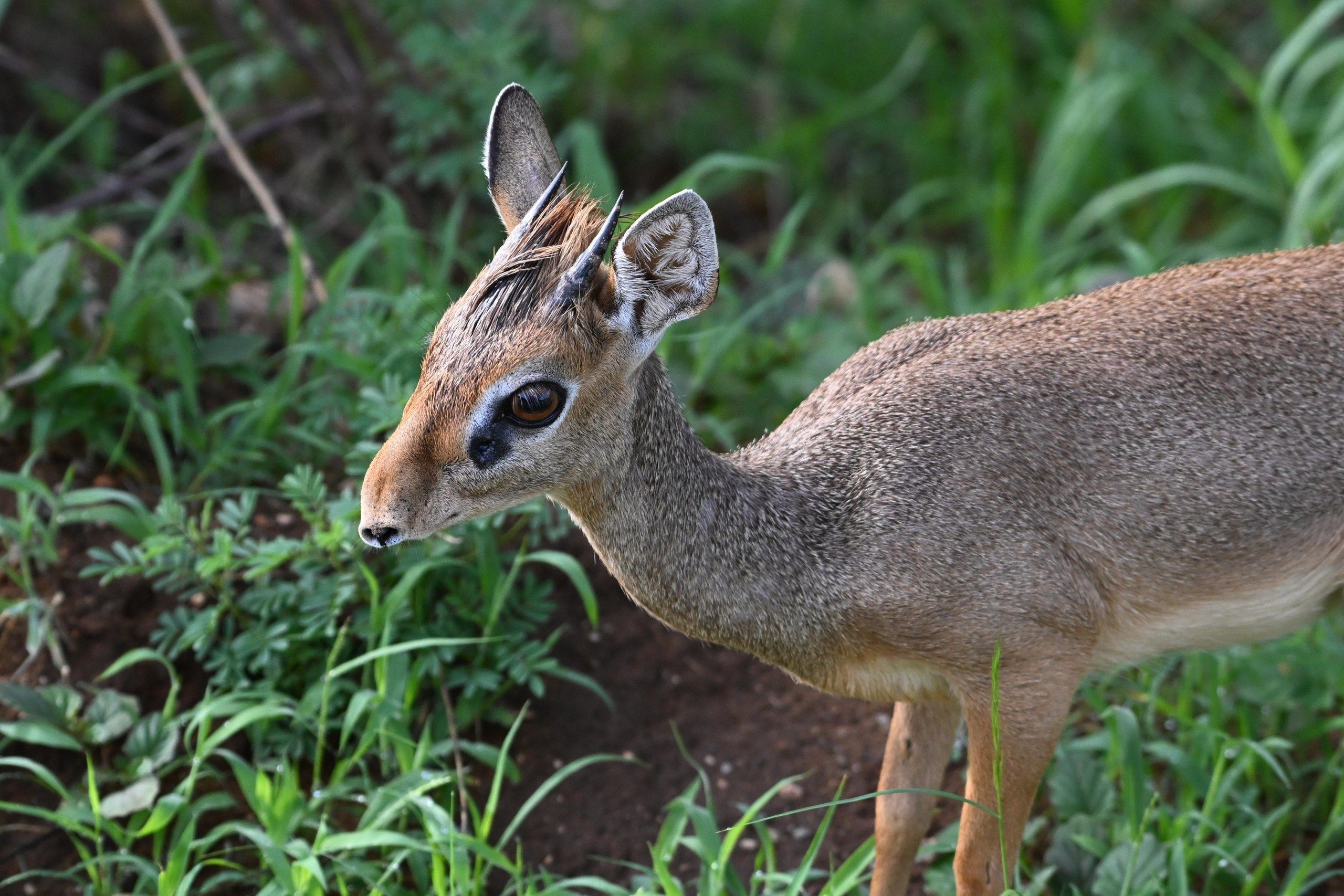 Gazelle in Kenya
