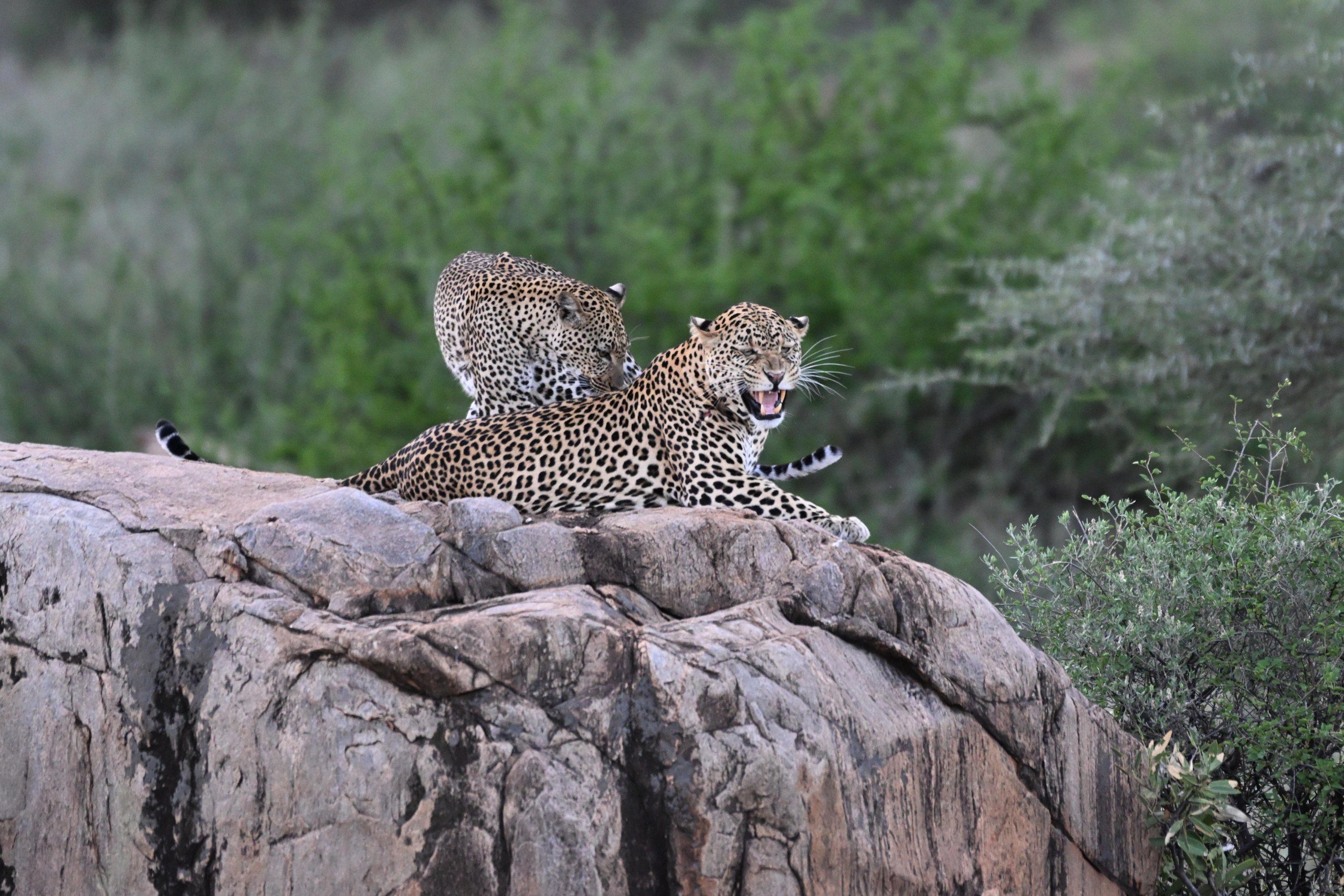 Leopard in Kenya